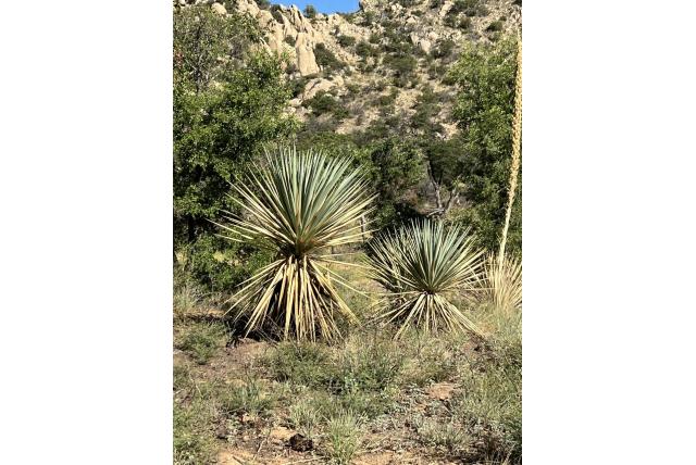 Schott's yucca