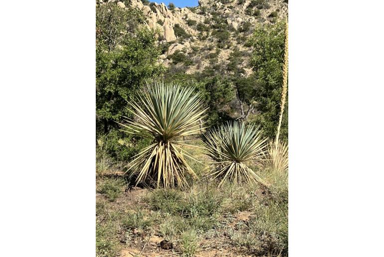 Yucca x schottii -13287