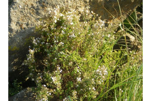 Chaenostoma met overvloedige bloemen