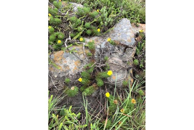Kortgesteelde euryops