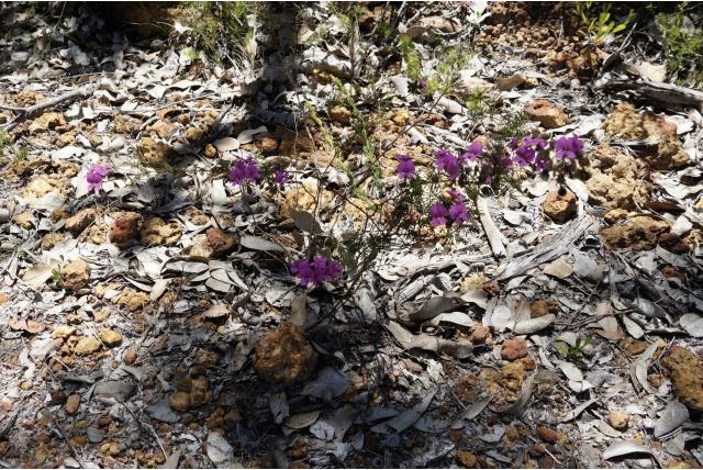 Prachtige wigerwt Prachtige wigerwt