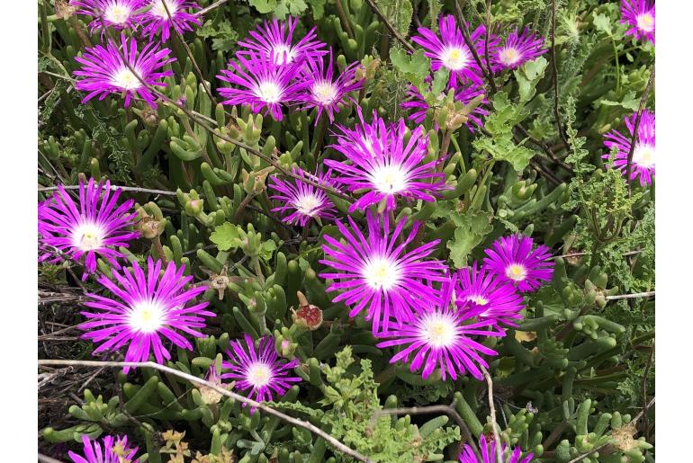 Delosperma floribundum&nbsp;13299