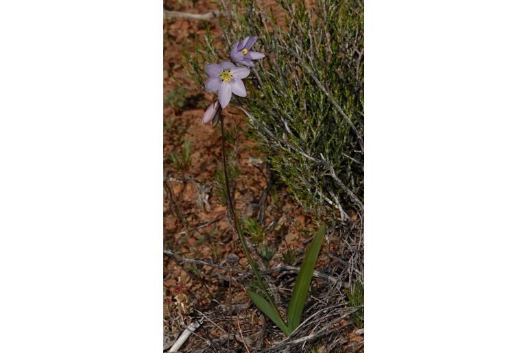 Ixia marginifolia 13302