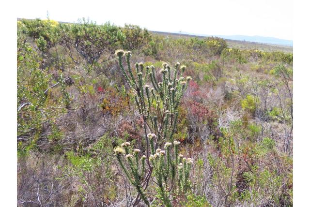 Thymelea-achtige diastella Thymelea-achtige diastella