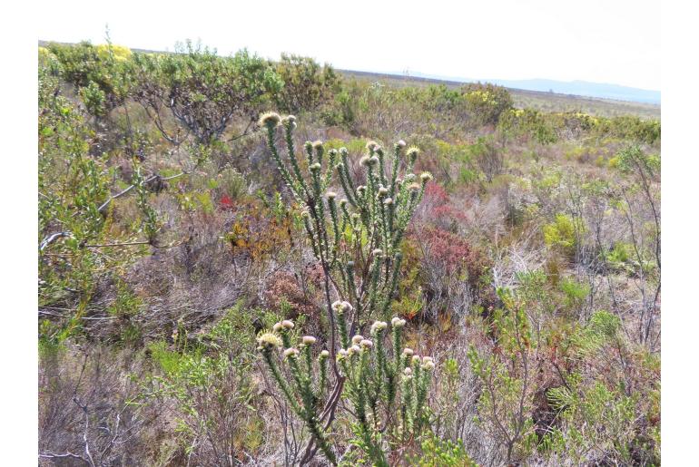 Leucospermum truncatulum 13307
