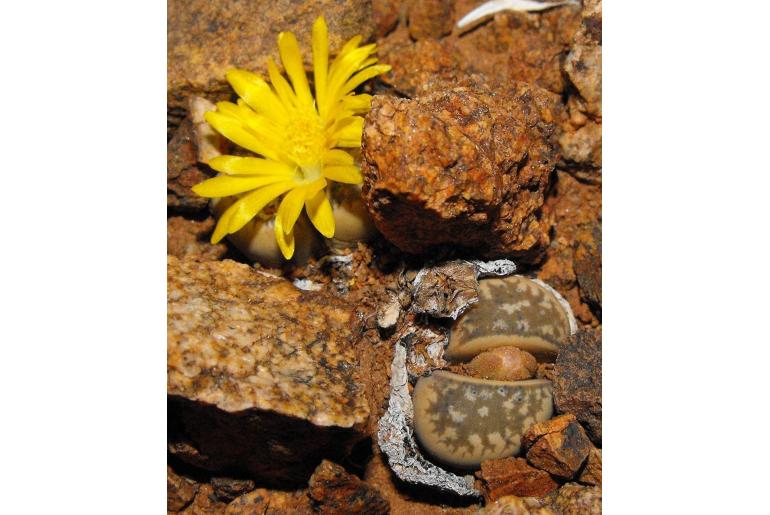 Lithops herrei -13308