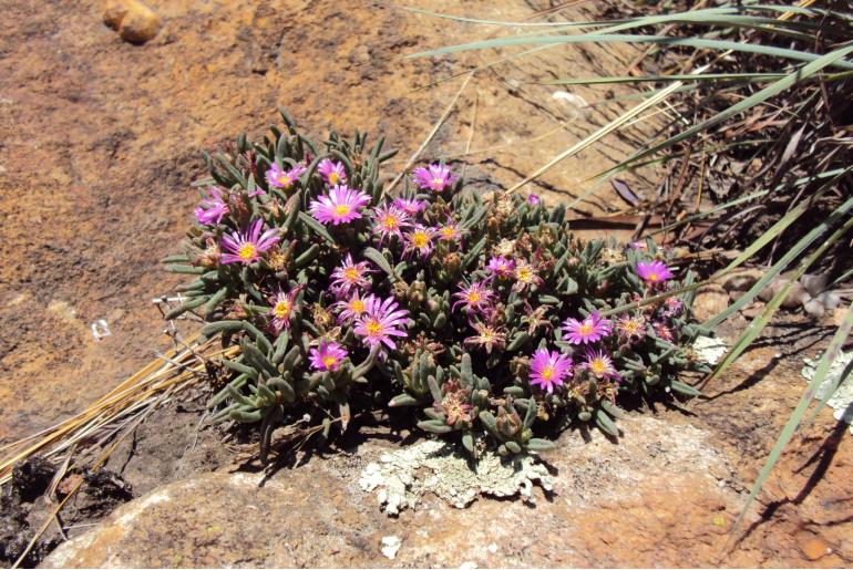 Delosperma purpureum&nbsp;13310