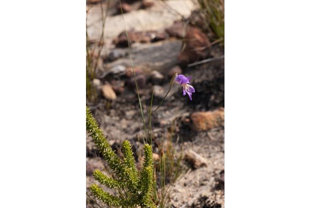 Donker geschilderde gladiolus Donker geschilderde gladiolus