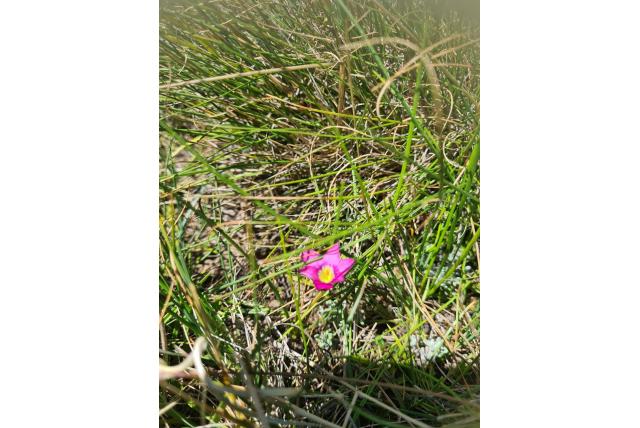 Kameroen romulea