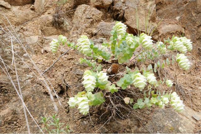 Rondbladige oregano