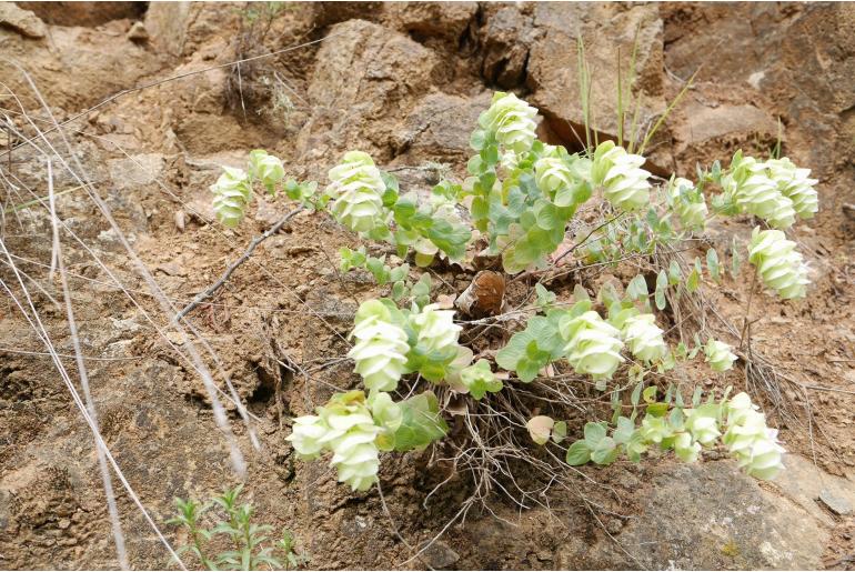 Origanum rotundifolium 13324