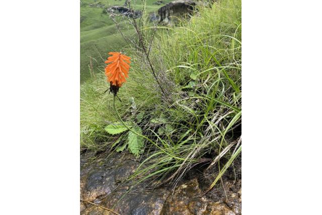 Pole-Evans' fakkellelie