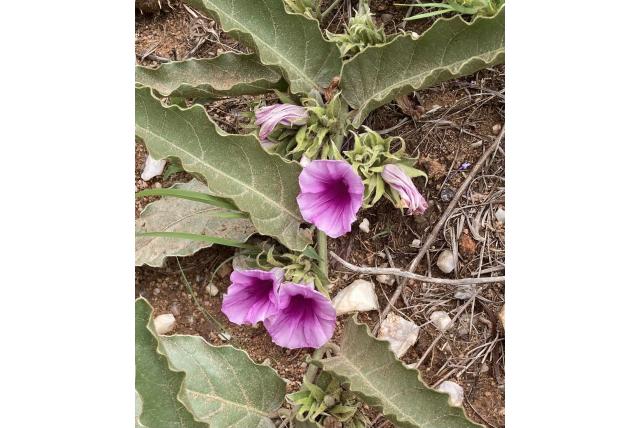 Ommanney's ipomoea