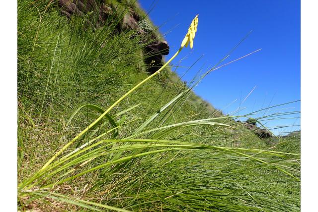 Vezelige fakkellelie Vezelige fakkellelie