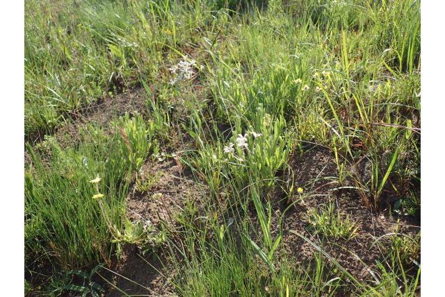 AmaThembu kohautia