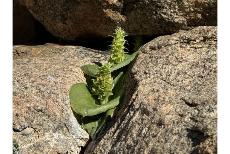 Massonia bifolia -13358