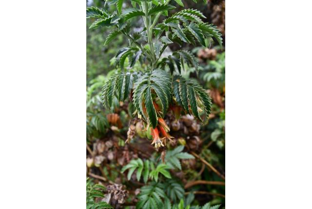 Drège's onderscheidende melianthus