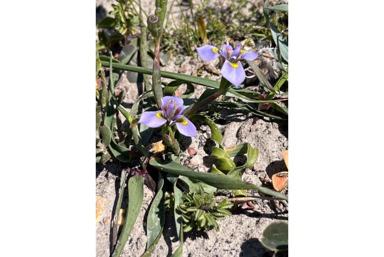 Moraea fergusoniae -13364