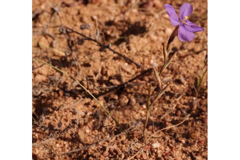 Moraea herrei -13365