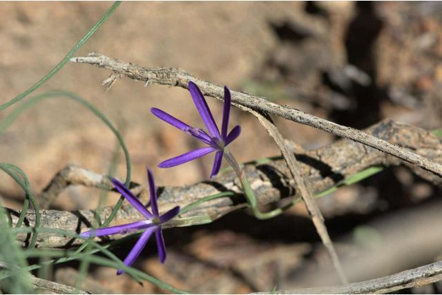 Kamiesberg geissorhiza