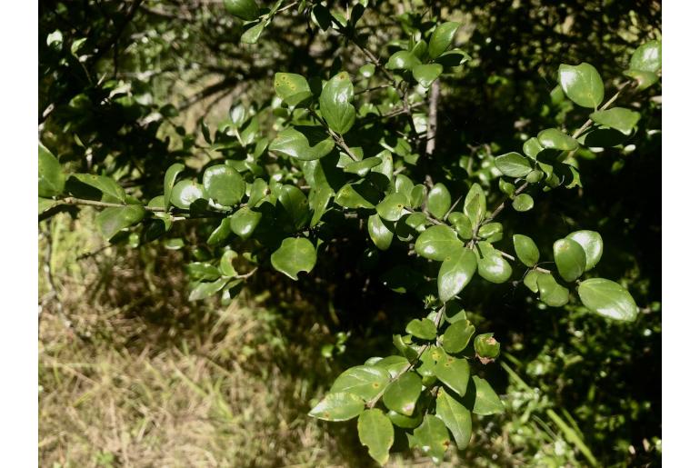 Canthium kuntzeanum&nbsp;13367