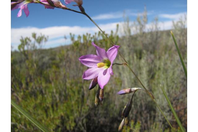 Gevleugelde avondbloem Gevleugelde avondbloem