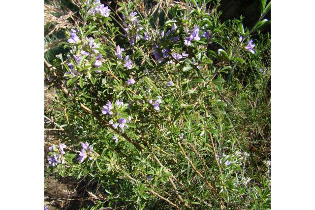 Blozende otholobium