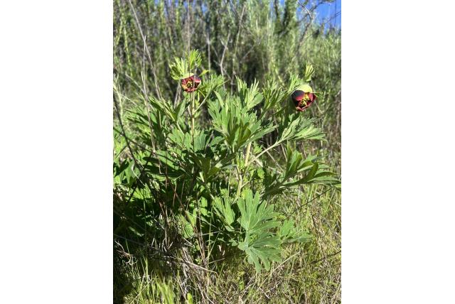 Californische pioen