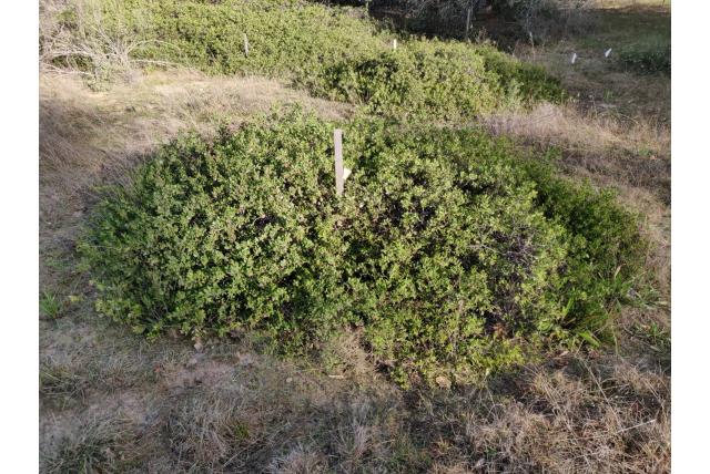 Vine Hill manzanita