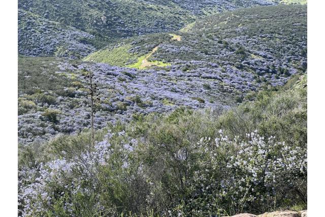 Amerikaanse sering met wollig blad