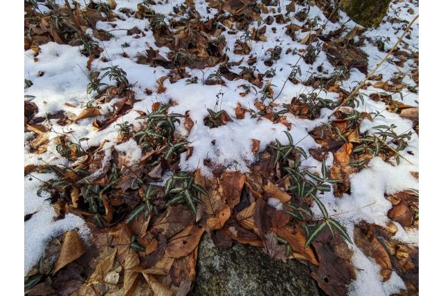 Gevlekte wintergroen