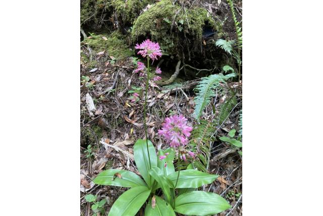 Rode clintonia
