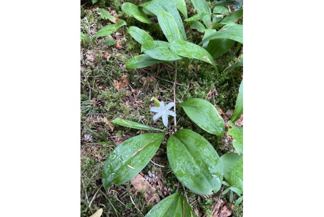 Eénbloemige clintonia