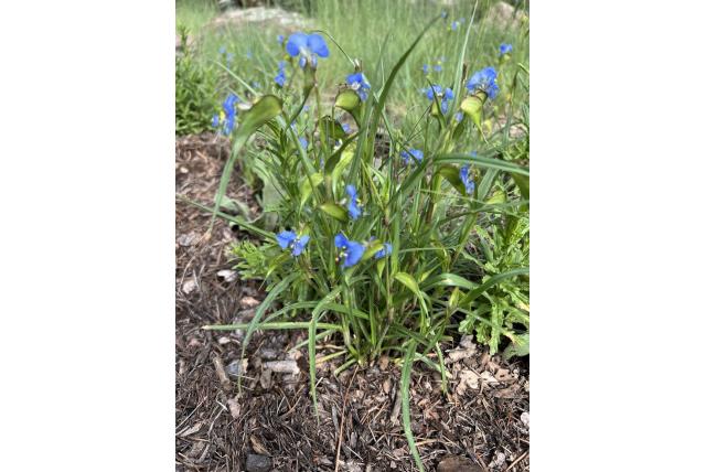 Blauwe vaderplant
