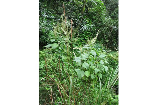 Rehmann's mottenkruid