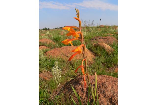 Oranje gladiolus Oranje gladiolus