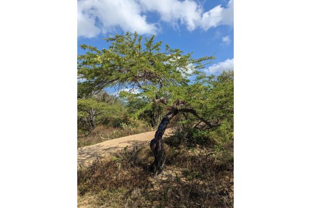 Mimosa-bloemige prosopis