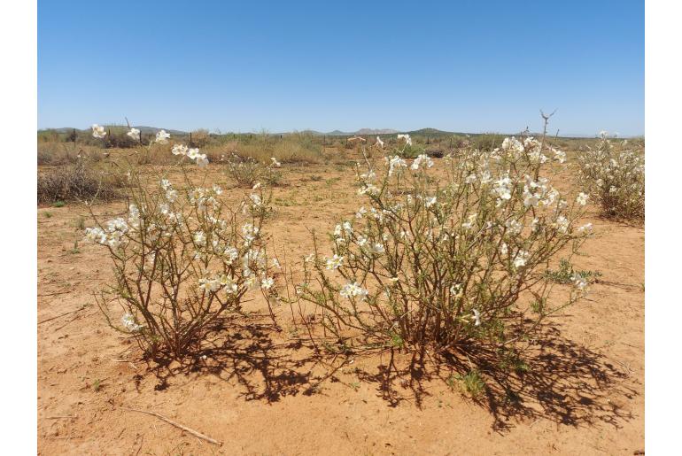 Rhigozum trichotomum&nbsp;13428