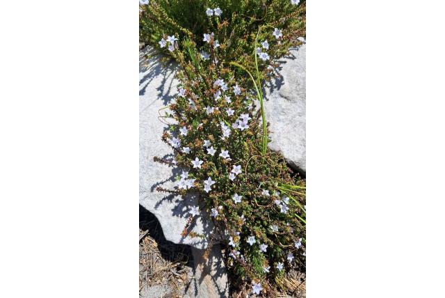 Stengelomcirkelde roella