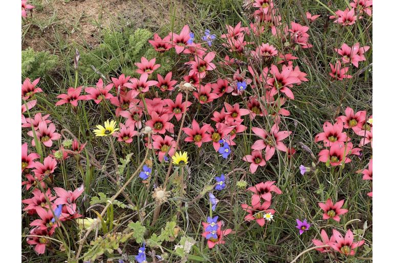 Romulea eximia -13431