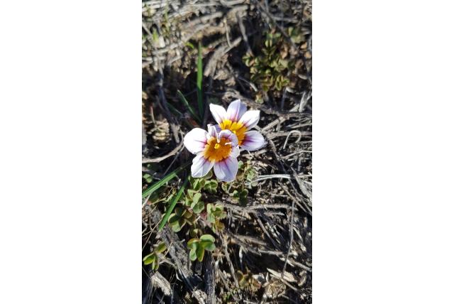 Hall's Romulea