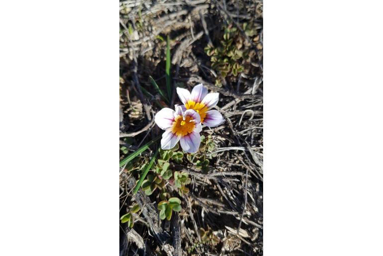 Romulea hallii 13432
