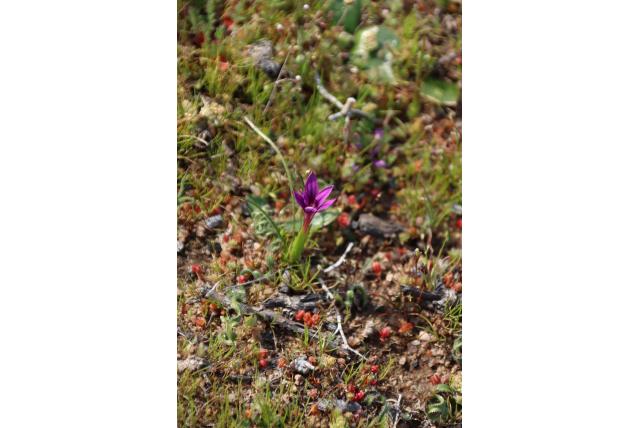 Kamis romulea