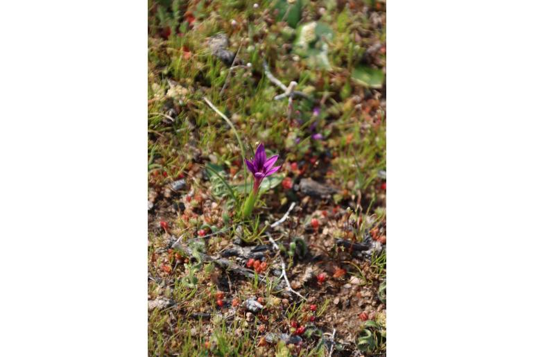 Romulea kamisensis 13433