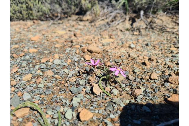 Syringabloemige romulea