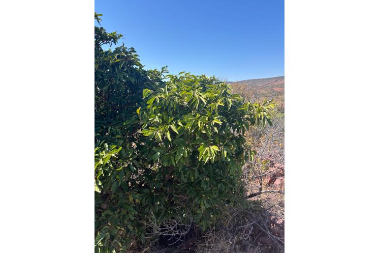 Rothmannia fischeri&nbsp;13435