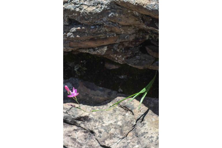 Hesperantha curvula&nbsp;13437