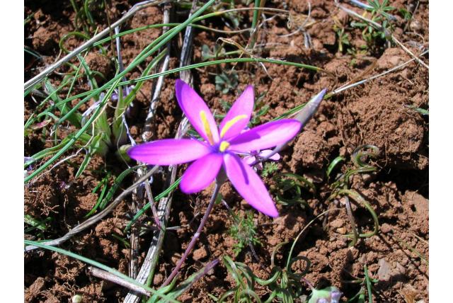 Schutblad hesperantha Schutblad hesperantha