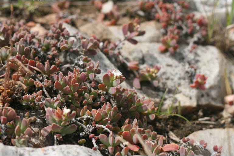 Delosperma maxwellii&nbsp;13457