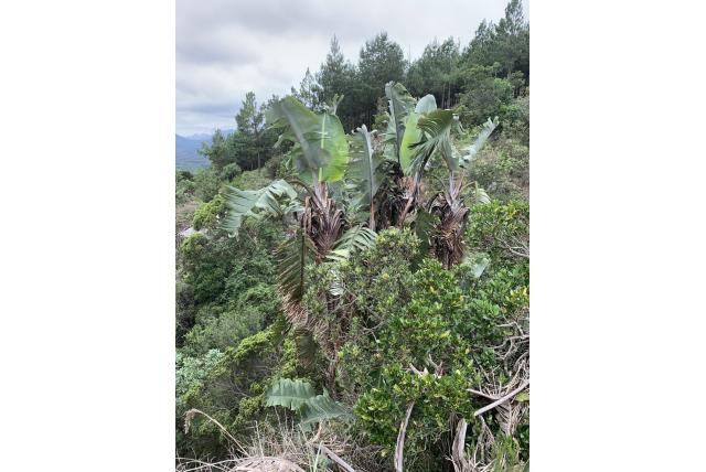 Gestaarde strelitzia